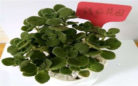 1520644917683893.jpg 8a132357-e300-465b-8d7d-b9eafc7479b0.jpg