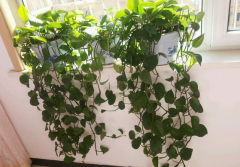 甲醛污染忌視而不見，快給你的新居通通風(fēng)吧！